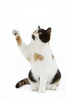 CAT - Britsih Shorthair, Calico - with paw in the air
