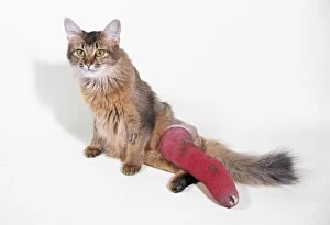 Bandage Gallery: CAT - With broken leg in plaster cast and bandage. CAT - With broken leg in plaster cast and bandage