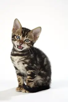 Bengal Prints: CAT. Brown Marble blue-eyed Bengal kitten - 6 weeks old, miaowing