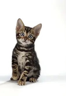 CAT. Brown Marble blue-eyed Bengal kitten - 6 weeks old