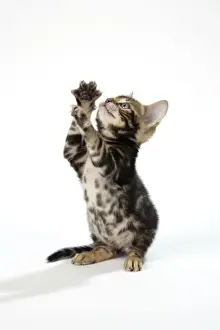 Bengal Prints: CAT. Brown Marble blue-eyed Bengal kitten on hind legs - 6 weeks old