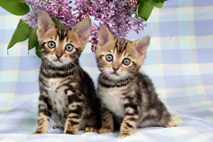 CAT. Brown Marble blue-eyed Bengal kittens - 6 weeks old, with lilac