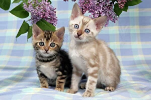 Images Dated 11th May 2006: CAT. Brown Marble & Snow Marble blue-eyed Bengal kittens -6 weeks old, under lilac