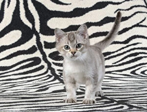Burmilla Gallery: CAT. brown silver Burmilla kitten, on zebra rug