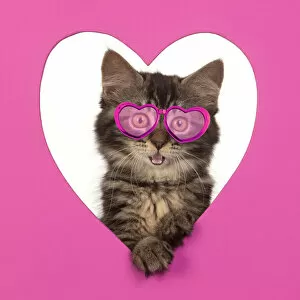 CAT. brown tabby Kitten ( 10 weeks old ) looking through pink heart shaped hole Date: 18-Mar-19