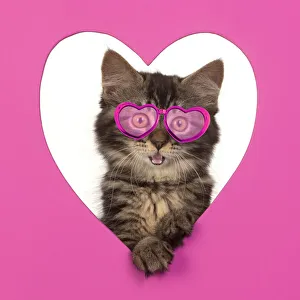CAT. brown tabby Kitten ( 10 weeks old ) looking through pink heart shaped hole Date: 18-Mar-19 CAT. brown tabby Kitten ( 10 weeks old ) looking through pink heart shaped hole Date: 18-Mar-19