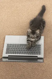 CAT. brown tabby Kitten ( 10 weeks old ) laying on the floor, looking up from a laptop