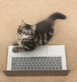 CAT. brown tabby Kitten ( 10 weeks old ) laying on the floor, looking up from a laptop