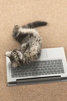 CAT. brown tabby Kitten ( 10 weeks old ) laying on the floor, looking up from a laptop