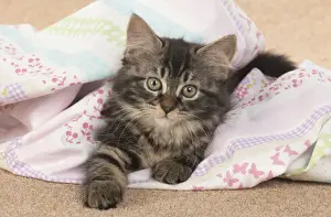 CAT. brown tabby Kitten ( 10 weeks old ) laying on the floor in fabric, looking up