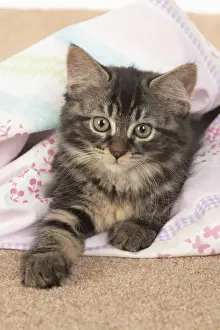 CAT. brown tabby Kitten ( 10 weeks old ) laying on the floor in fabric, looking up