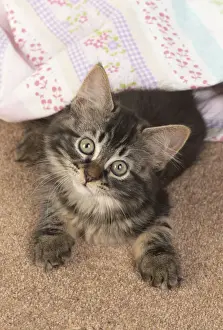 CAT. brown tabby Kitten ( 10 weeks old ) laying on the floor in fabric, looking up