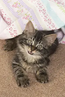 CAT. brown tabby Kitten ( 10 weeks old ) laying on the floor in fabric, looking up