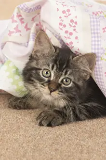 CAT. brown tabby Kitten ( 10 weeks old ) laying on the floor in fabric, looking up