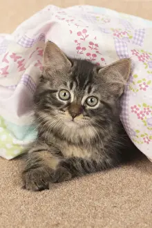 CAT. brown tabby Kitten ( 10 weeks old ) laying on the floor in fabric, looking up