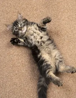 CAT. brown tabby Kitten ( 10 weeks old ) laying / rolling on the floor, looking up