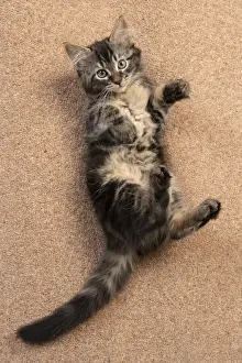 CAT. brown tabby Kitten ( 10 weeks old ) laying / rolling on the floor, looking up