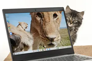 CAT. brown tabby Kitten ( 10 weeks old ) looking out from behind a laptop
