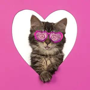 Copyspace Prints: CAT. brown tabby Kitten ( 10 weeks old ) looking through pink heart shaped hole