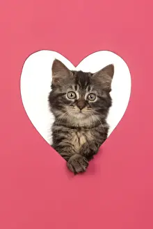 CAT. brown tabby Kitten ( 10 weeks old ) looking through pink heart shaped hole