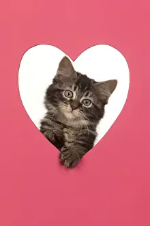CAT. brown tabby Kitten ( 10 weeks old ) looking through pink heart shaped hole