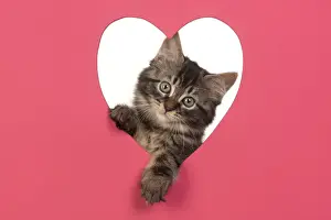 CAT. brown tabby Kitten ( 10 weeks old ) looking through pink heart shaped hole