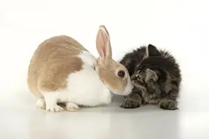 CAT. brown tabby Kitten ( 10 weeks old ) sitting with a dutch rabbit, studio, white background