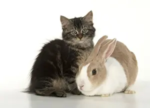 CAT. brown tabby Kitten ( 10 weeks old ) sitting with a dutch rabbit, studio, white background