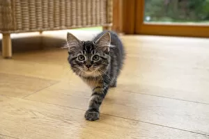 Breown Tabby Gallery: CAT. Brown tabby kitten ( 12 weeks old ) walking to camera ina garden room