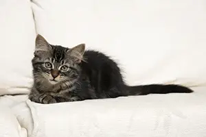 CAT. Brown tabby kitten ( 12 weeks old ) laying on a cream sofa