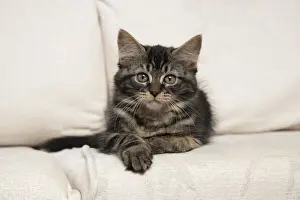 CAT. Brown tabby kitten ( 12 weeks old ) laying on a cream sofa
