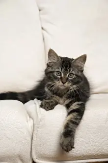 CAT. Brown tabby kitten ( 12 weeks old ) laying on a cream sofa