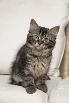 CAT. Brown tabby kitten ( 12 weeks old ) sitting on a cream sofa