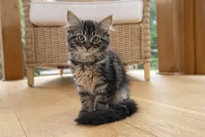 CAT. Brown tabby kitten ( 12 weeks old ) sitting in a garden room, house