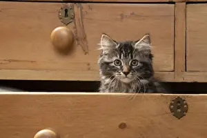 CAT. Brown tabby kitten ( 12 weeks old ) sitting an old chest of draws looking out
