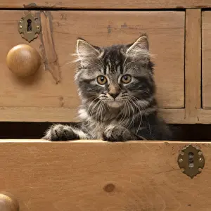 CAT. Brown tabby kitten ( 12 weeks old ) sitting an old chest of draws looking out