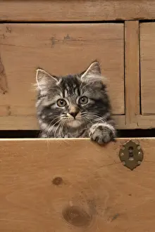 CAT. Brown tabby kitten ( 12 weeks old ) sitting an old chest of draws looking out
