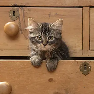 CAT. Brown tabby kitten ( 12 weeks old ) sitting an old chest of draws looking out