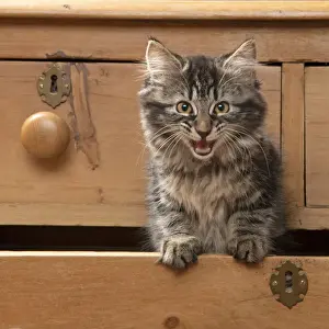 CAT. Brown tabby kitten ( 12 weeks old ) sitting an old chest of draws looking out, mouth open, meow