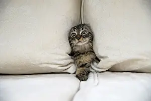 CAT. Brown tabby kitten ( 12 weeks old ) squeezing between cushions on a sofa