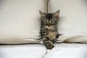 CAT. Brown tabby kitten ( 12 weeks old ) squeezing between cushions on a sofa