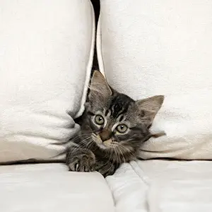CAT. Brown tabby kitten ( 12 weeks old ) squeezing between cushions on a sofa