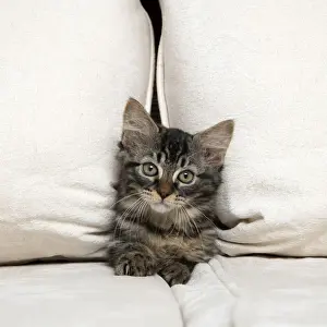 CAT. Brown tabby kitten ( 12 weeks old ) squeezing between cushions on a sofa