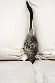 CAT. Brown tabby kitten ( 12 weeks old ) squeezing between cushions on a sofa
