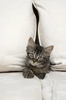 CAT. Brown tabby kitten ( 12 weeks old ) squeezing between cushions on a sofa