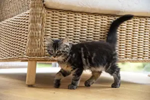 CAT. Brown tabby kitten ( 12 weeks old ) walking to camera ina garden room