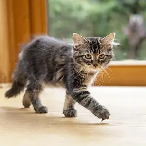 CAT. Brown tabby kitten ( 12 weeks old ) walking to camera ina garden room