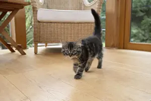 CAT. Brown tabby kitten ( 12 weeks old ) walking to camera ina garden room