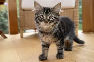 CAT. Brown tabby kitten ( 12 weeks old ) walking to camera ina garden room