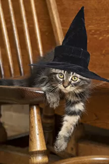 Chair Gallery: CAT. Brown tabby kitten wearing a black witch hat sitting in a chair CAT